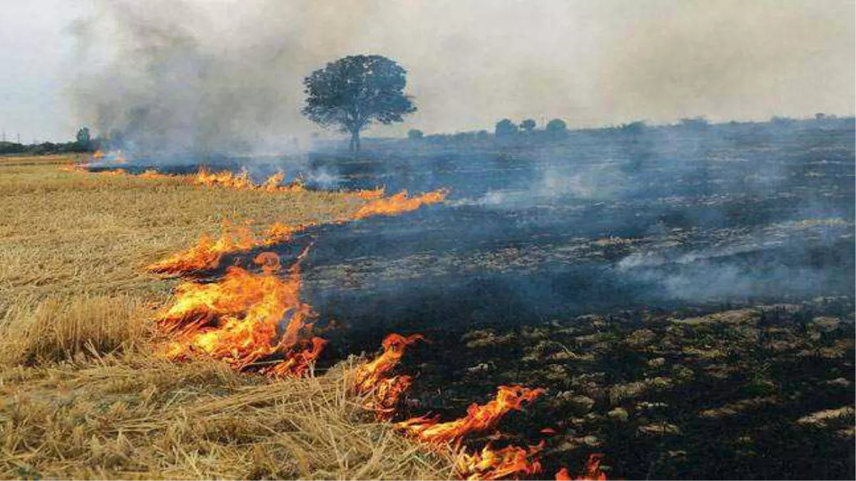 पराली जलाने के मसले पर बढ़ी चौकसी, रेड जोन में प्रदेश के 351 गांव, सबसे ज्‍यादा फतेहाबाद के