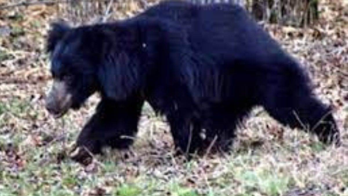 Chaibasa News: 24 घंटे बाद भी भालू के नहीं मिलने से ग्रामीणों में डर का माहौल