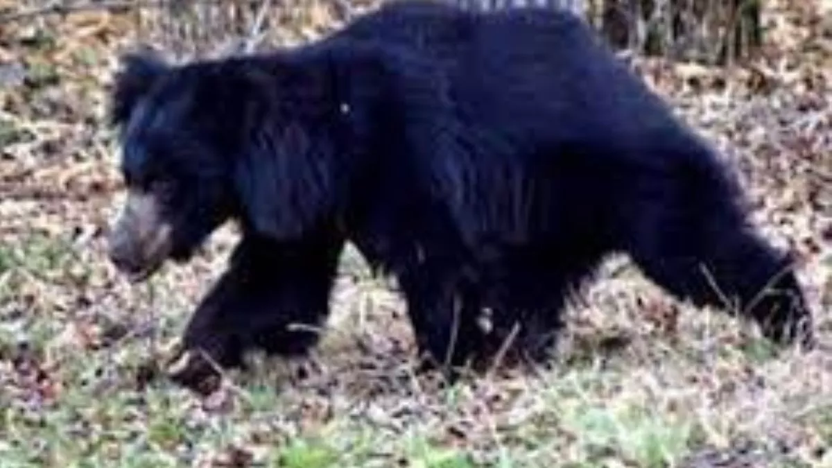 Chaibasa News: 24 घंटे बाद भी भालू के नहीं मिलने से ग्रामीणों में डर का माहौल, बाहर निकलने से भी डर रहे लोग