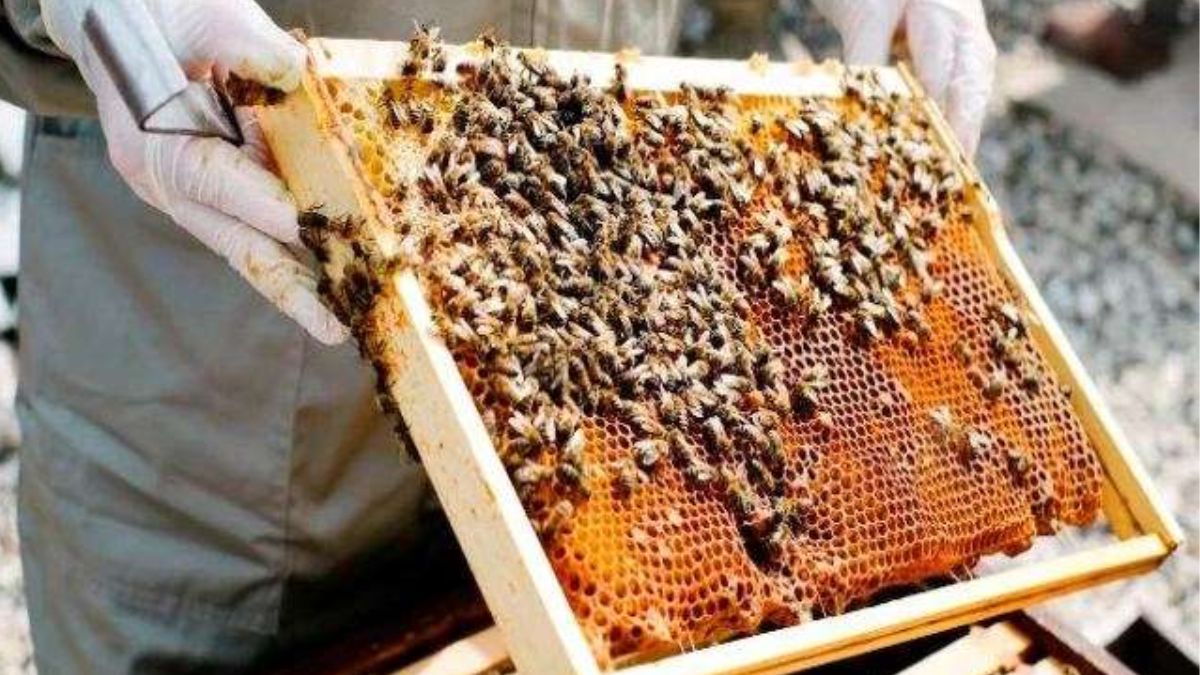 https://www.jagranimages.com/images/newimg/10082023/Beekeeping.jpg