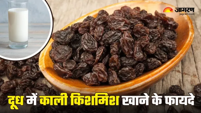दूध में काली किशमिश भिगाकर खाने से मिलते हैं कई फायदे (Picture Courtesy: Freepik)