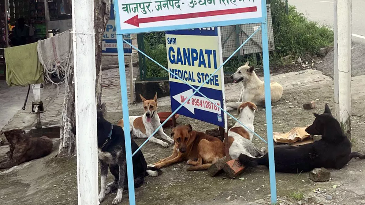 उत्‍तराखंड के इस शहर में आवारा कुत्ताें का आतंक, आने-जाने वालों पर कर रहे हमला; अपने रिस्‍क पर आइए!