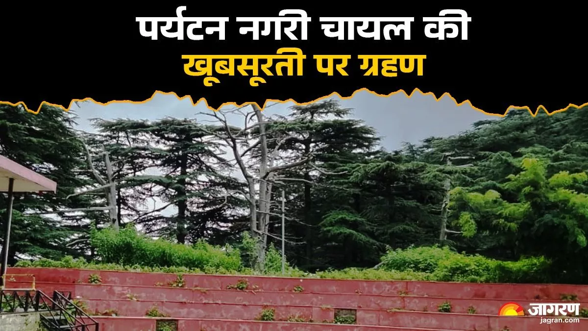 Himachal: चायल की वादियों की सुंदरता पर ग्रहण लगने का खतरा, गंभीर पर्यावरणीय संकट से जूझ रहा पर्यटन स्थल