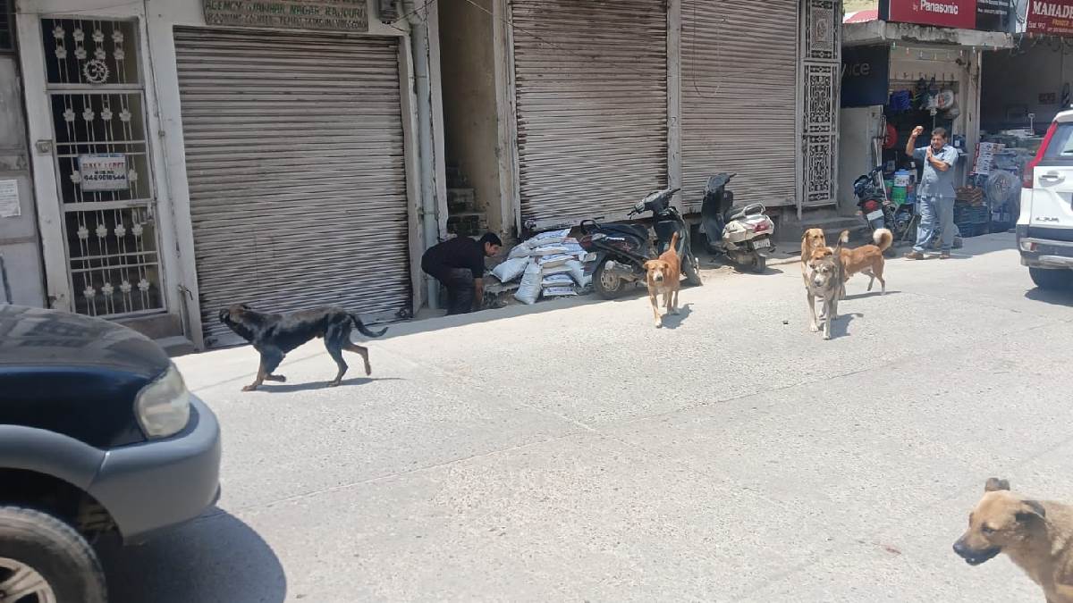 https://www.jagranimages.com/images/newimg/10082025/10_08_2025-dogs_news_24009250.jpg