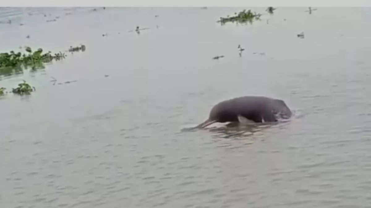गंगा नदी में बाढ़ के बीच डाल्फिनों की बहार, अठखेल‍ियां पर्यटकों के लिए बनी आकर्षण का केंद्र