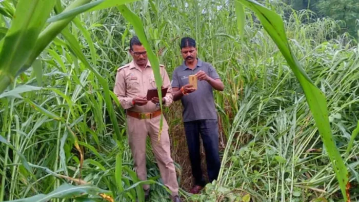 मथना जप्ति में बाघ द्वारा गोवंश पर हमले के बाद मौके पर पहुंची वन विभाग की टीम। स्रोत ग्रामीण