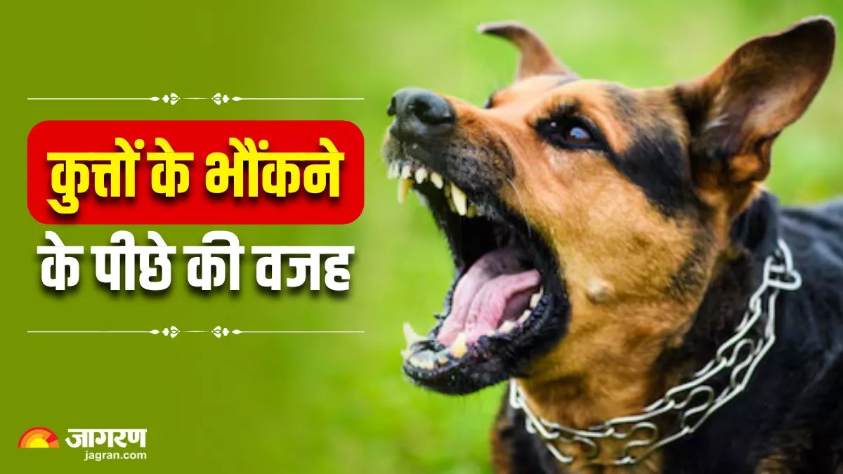 क्यों सिर्फ चुनिंदा लोगों पर ही भौंकते हैं कुत्ते? गारंटी है आपको नहीं पता होगी इसकी वजह