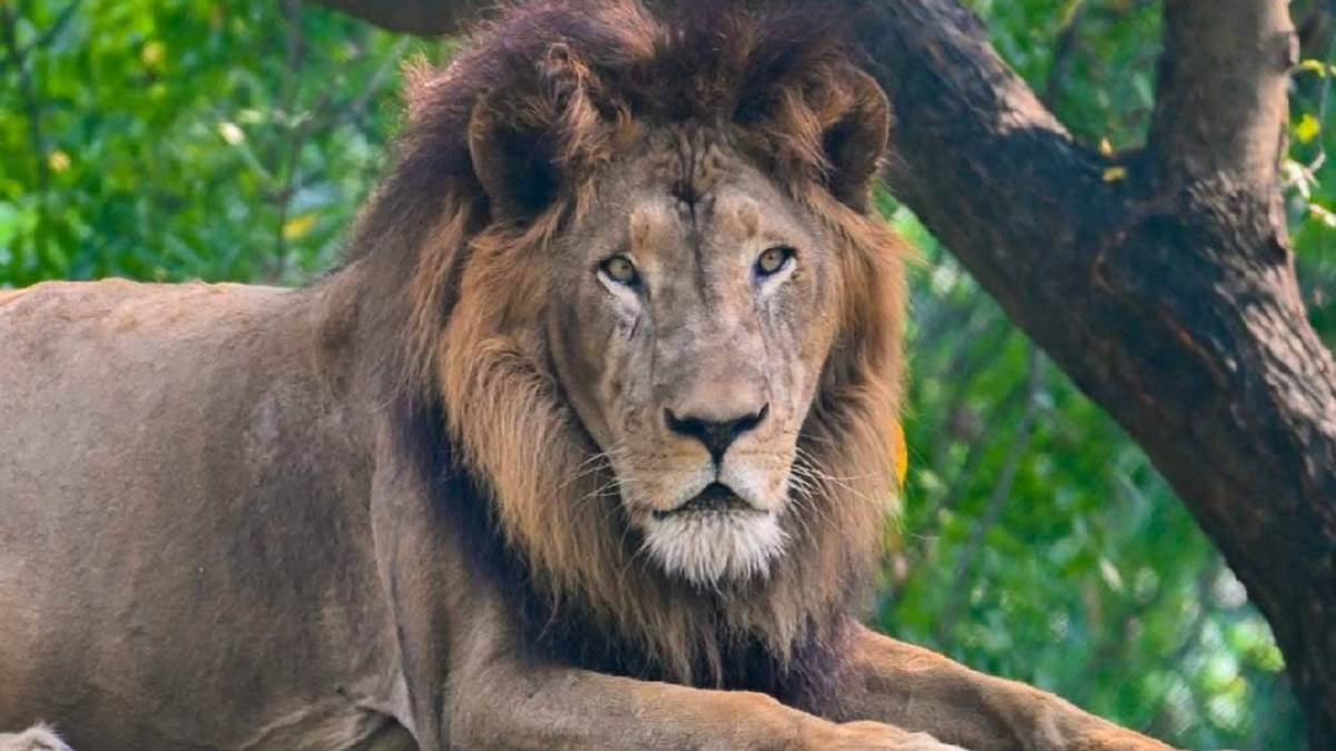 world lion day lion first came to kanpur zoo from junagadh