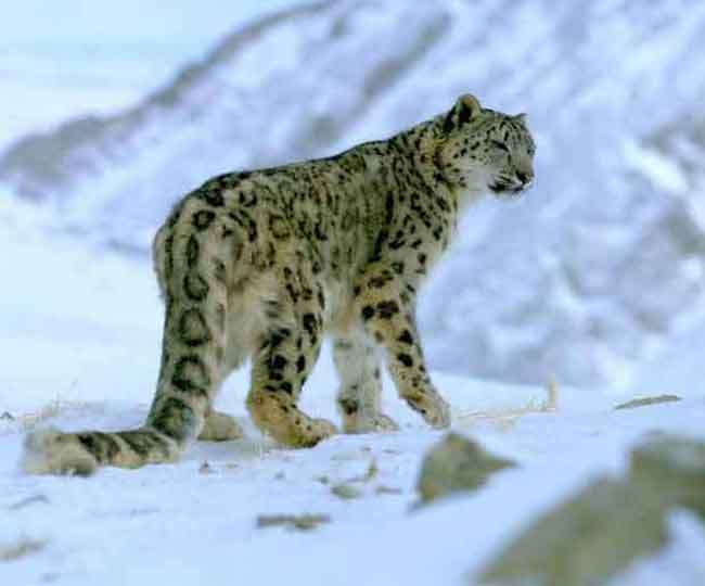 Snow Leopard: उत्‍तराखंड में हिम तेंदुओं की गणना में भी बाधा बना कोरोना