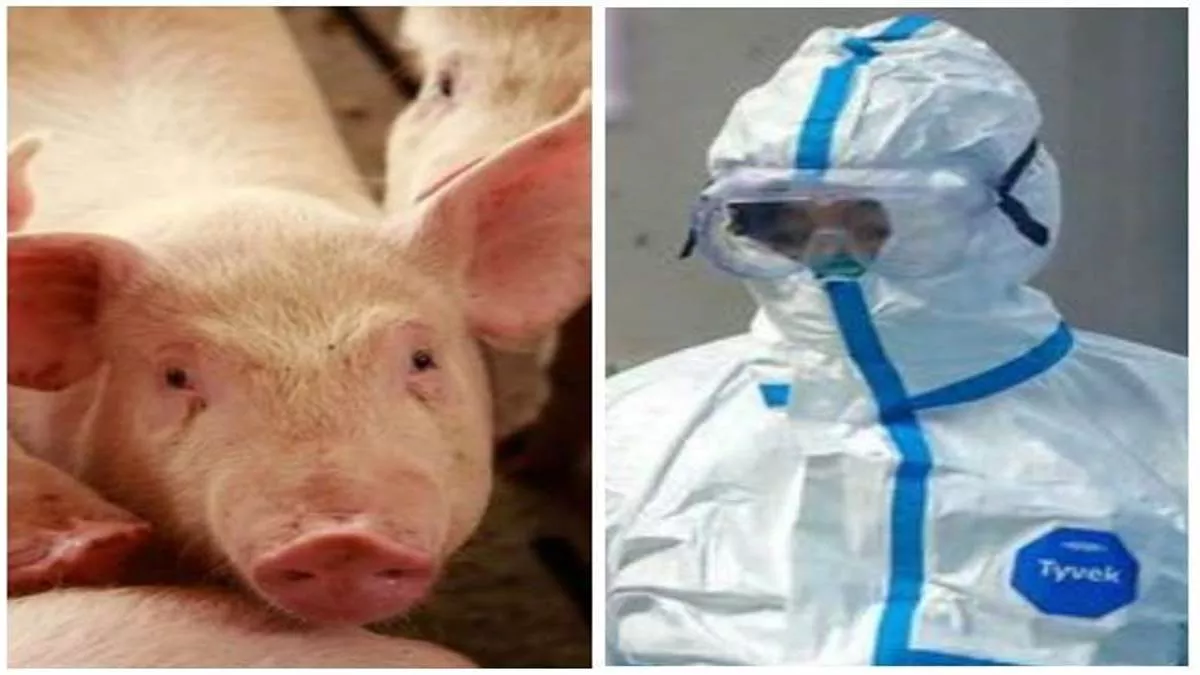 African Swin Fever: फरीदकाेट में अफ्रीकन स्वाइन से पीड़ित 51 सूअरों को मारा, पशुपालकों को सरकार देगी मुआवजा