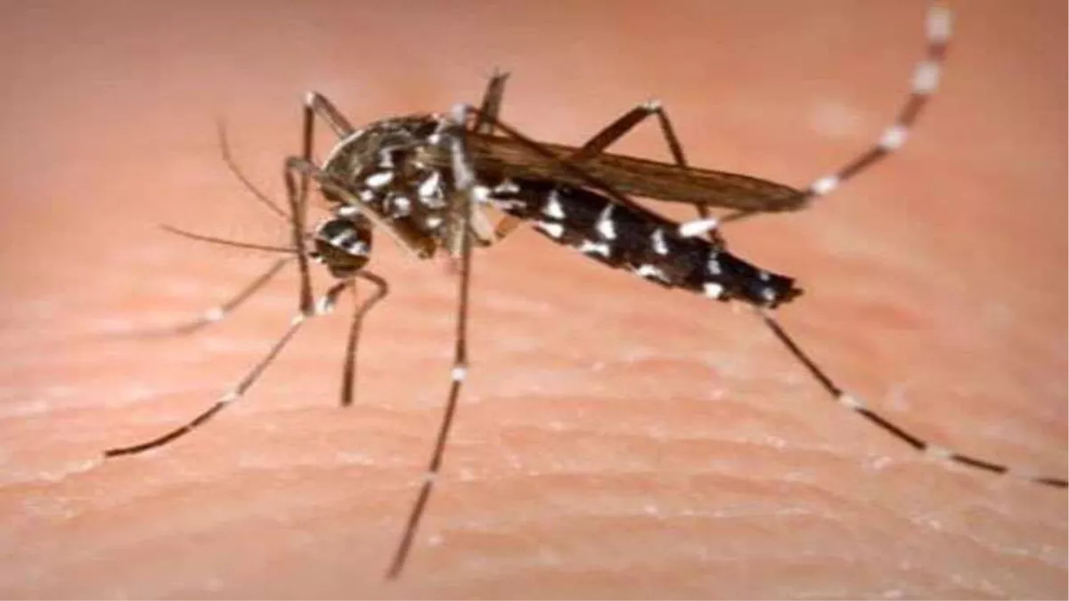 पटना में डेंगू के मरीज मिलने की संख्या बढ़ गई है। सांकेतिक तस्वीर।