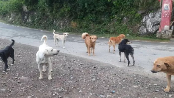 कुत्तों का आतंक कम करने के लिए नोएडा की सोसायटी ने उठाया बड़ा कदम, डॉग लवर के लिए गाइडलाइन जारी