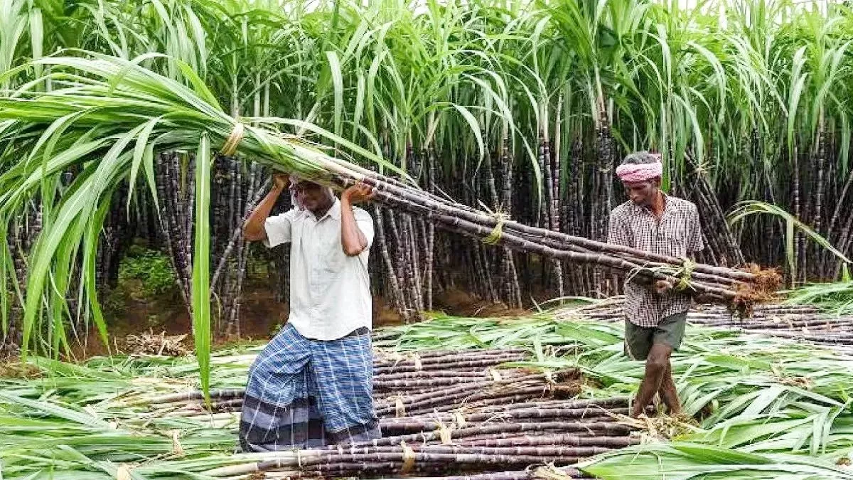 UP News: गन्ना किसानों को बड़ा तोहफा देगी योगी सरकार! लगातार मांग और चुनावी माहौल के चलते लाभ मिलना तय - UP News Yogi government will give a big gift to sugarcane