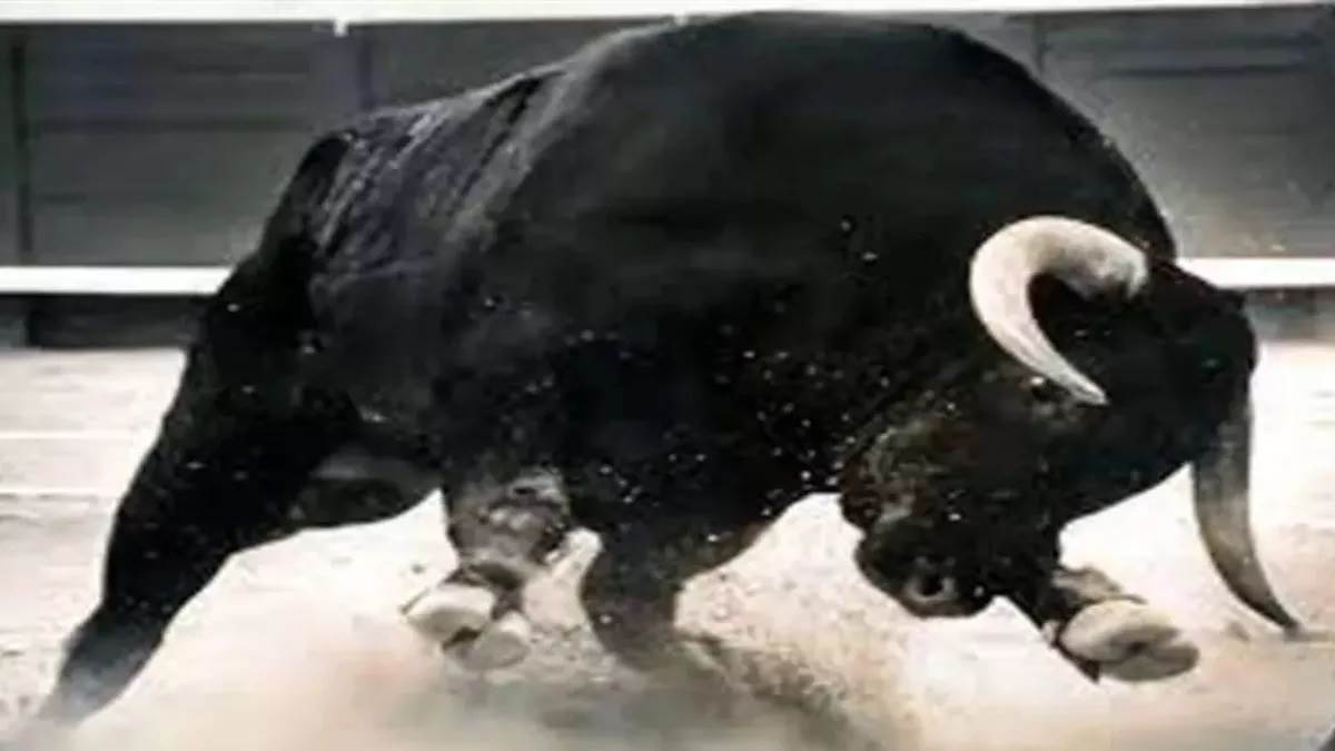 https://www.jagranimages.com/images/newimg/10092025/10_09_2025-bull_mian_r_24042666.jpg