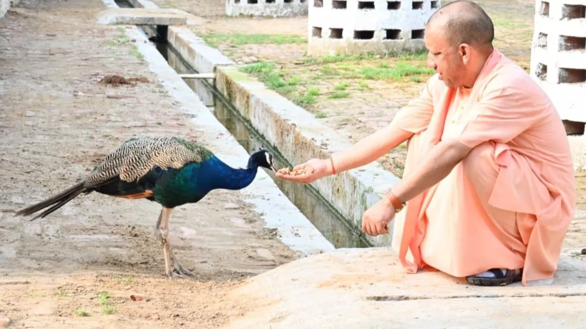 गोरखपुर में सीएम योगी ने की गोसेवा, भवानी और भोलू को दुलारा; मोर को खिलाया गुड़