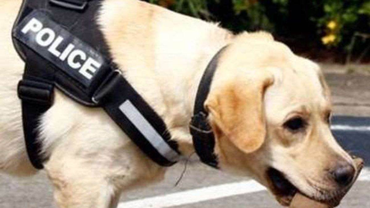 https://www.jagranimages.com/images/newimg/10092025/10_09_2025-dog_squad___24042632.jpg
