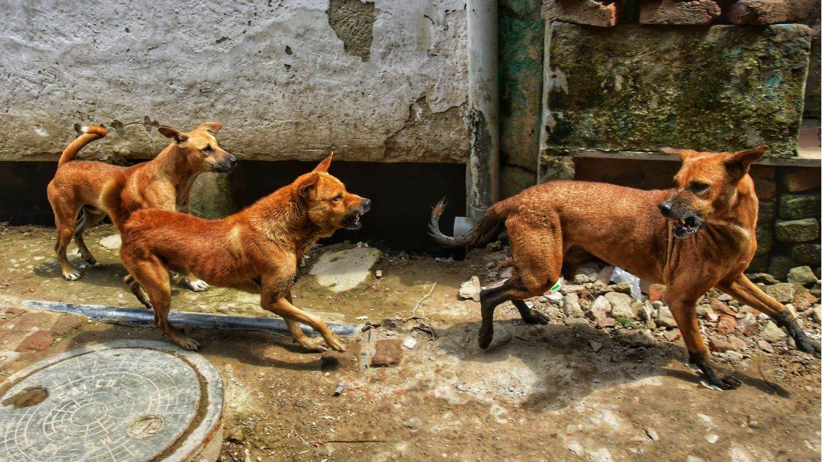 https://www.jagranimages.com/images/newimg/10092025/10_09_2025-dogs_24042792.jpg