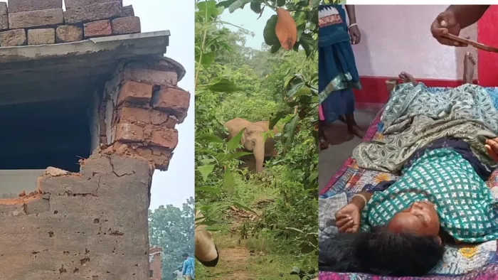 बोकारो में हाथियों ने जमकर मचाया उत्पात। फोटो जागरण