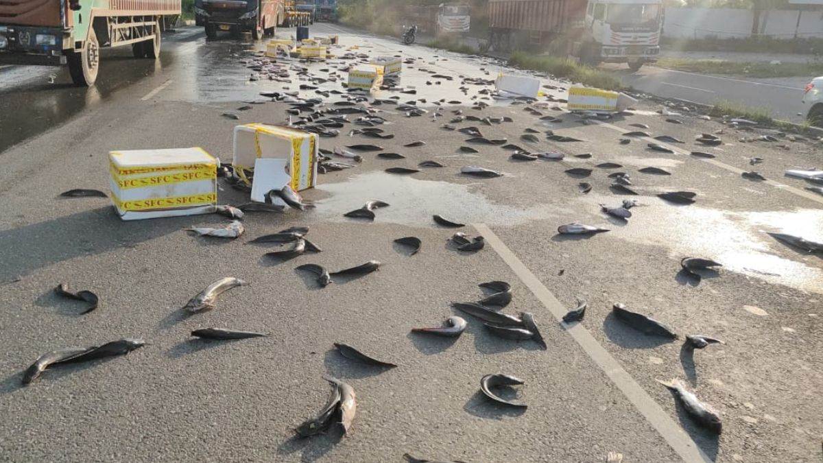 https://www.jagranimages.com/images/newimg/10092025/10_09_2025-fish-road-rewari_24042054.jpg