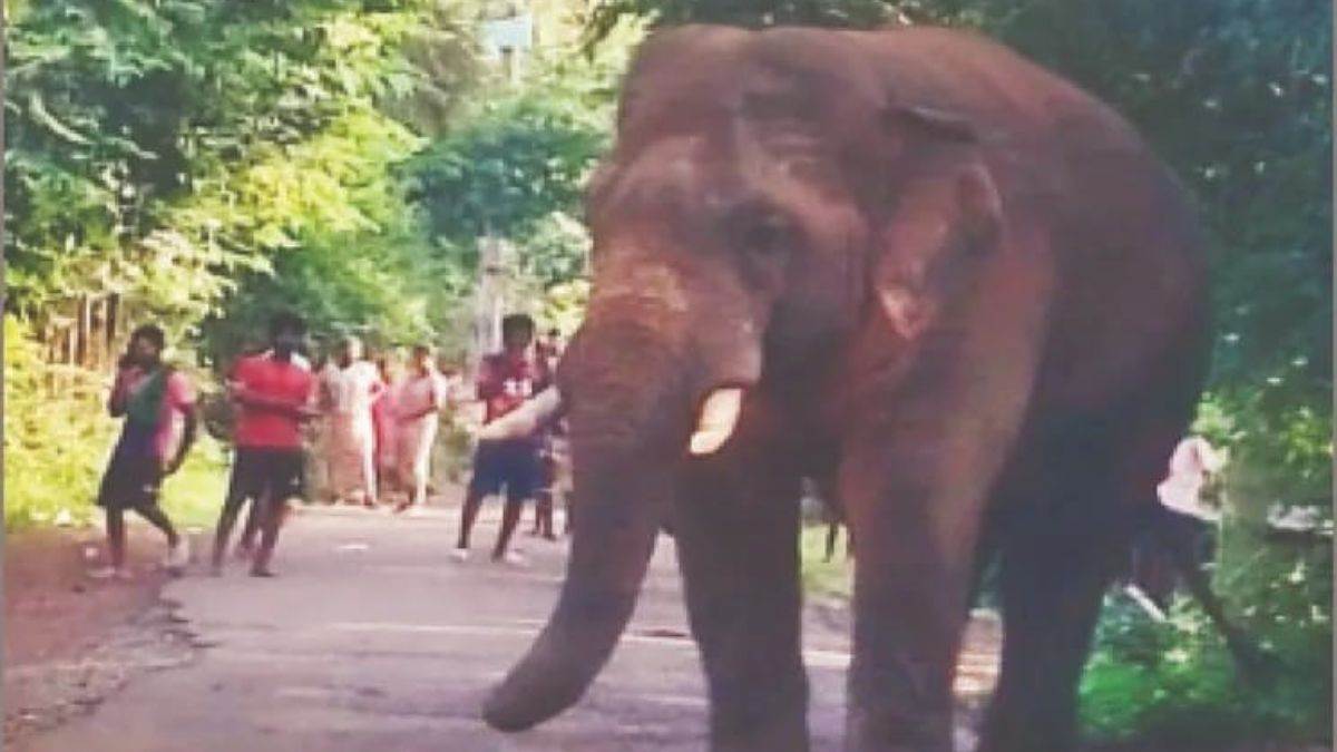 https://www.jagranimages.com/images/newimg/10092025/10_09_2025-hathi_24041820.jpg