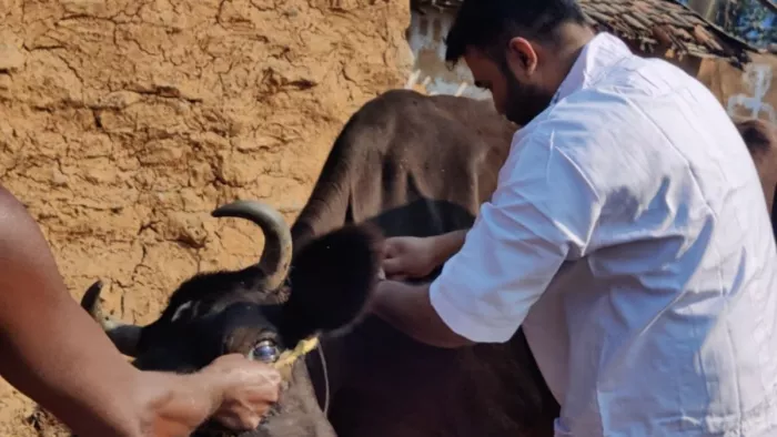 लंपी बिमारी ने गौ पालकों की तोड़ी कमर,गाय-बैल इलाज के अभाव में तोड़ रहे हैं दम