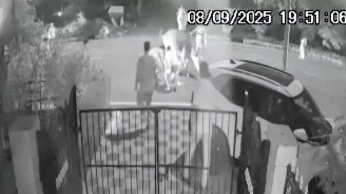 ग्रेटर नोएडा में खुद को जोखिम में डाल मामा ने बचाई भांजे की जान, आवारा मवेशियों के हमले में पिता-पुत्र घायल