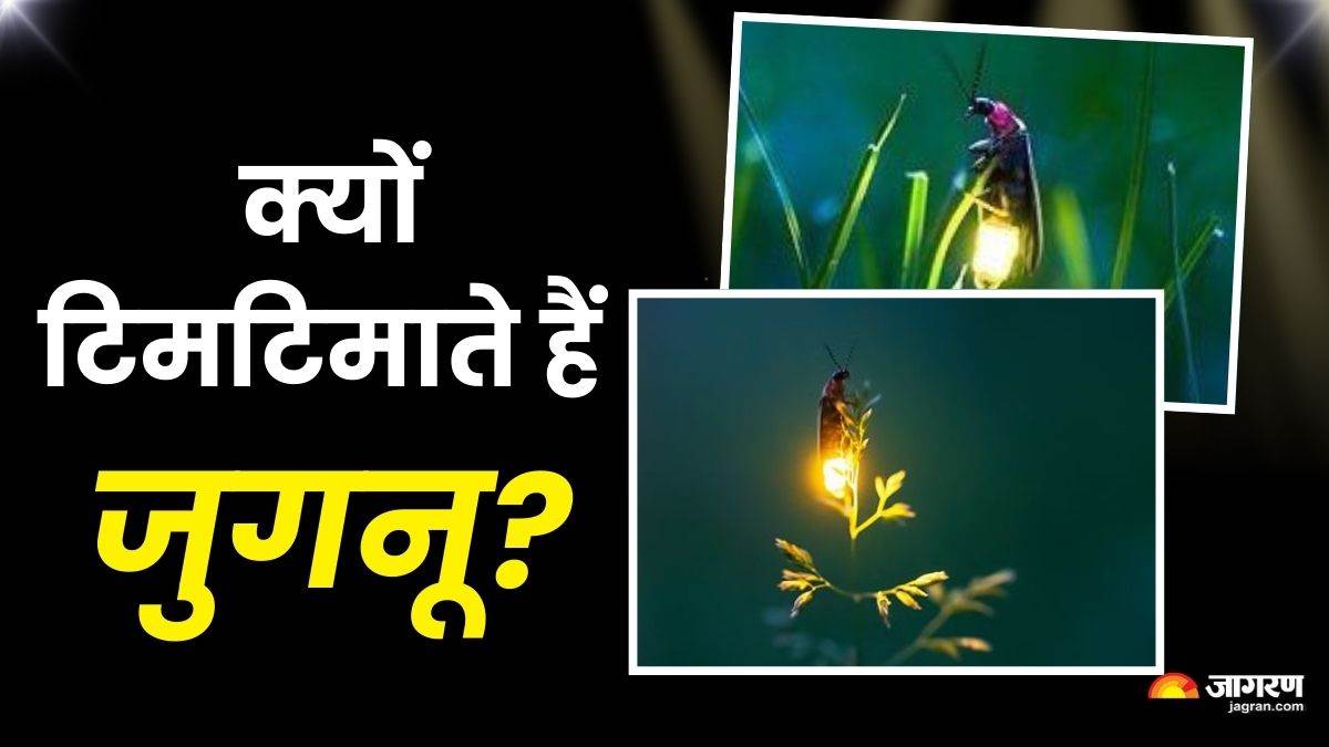 https://www.jagranimages.com/images/newimg/10092025/10_09_2025-why_do_fireflies_light_24042233.jpg