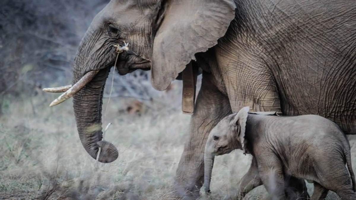https://www.jagranimages.com/images/newimg/10102022/10_10_2022-elephant_23130717.jpg