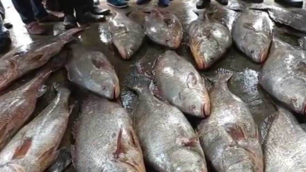 Odisha एक ही रात में लखपति बन गए मछुआरे 35 लाख रुपए में बिकी 28 तोलिया ...