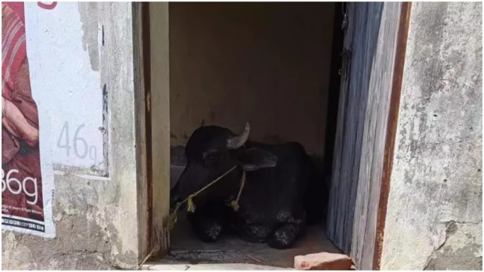 ग्रामीणों ने स्वास्थ्य केंद्र को बना दिया तबेला, जगह-जगह बांध दी गाय-भैंस