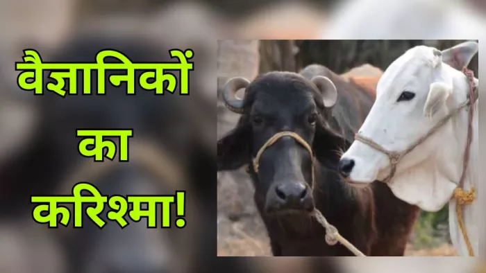 सरोगेसी मदर बनेंगी कम दूध देने वाली देसी गाय और भैंस (प्रतीकात्मक तस्वीर)