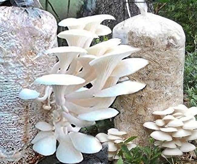 https://www.jagranimages.com/images/newimg/10112021/10_11_2021-mashroom_22193221.jpg