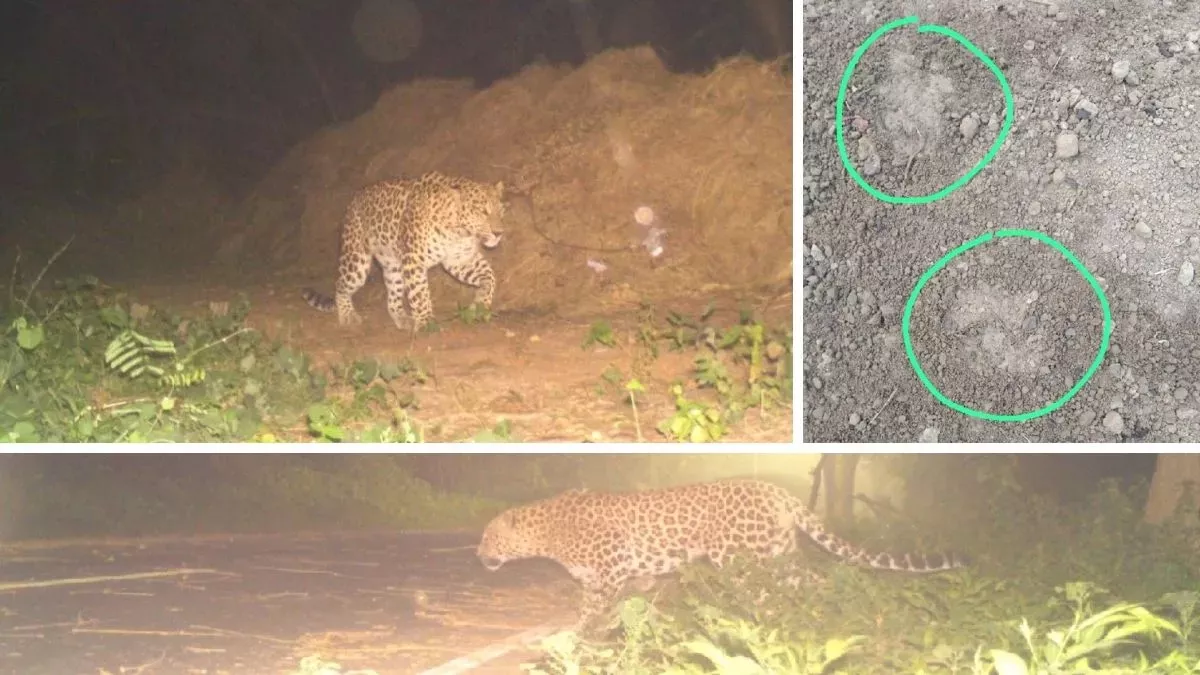 Leopard In Kanpur : Armapur Estate में तेंदुए की दहशत बरकरार, डर के कारण घरों से नहीं निकल रहे लोग, अलर्ट जारी