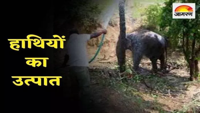 गढ़चिरौली में 12-13 अगस्त को 23 हाथियों का एक झुंड (A herd of 23 Elephants) दाखिल हुआ था