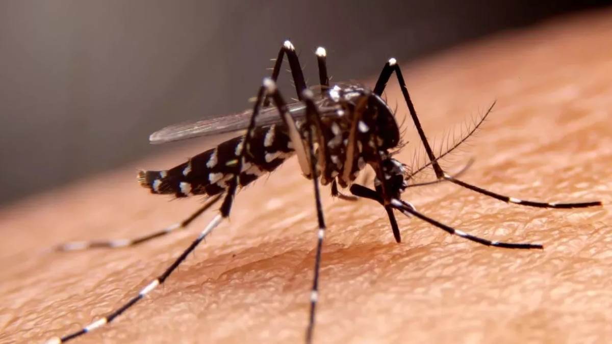 https://www.jagranimages.com/images/newimg/10112023/10_11_2023-dengue_ambala_23577829_20927517.jpg