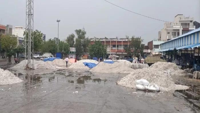 बदलते मौसम ने बढ़ाई किसानों की मुसीबत, 6 हजार क्विंटल कपास बारिश में भीगी।