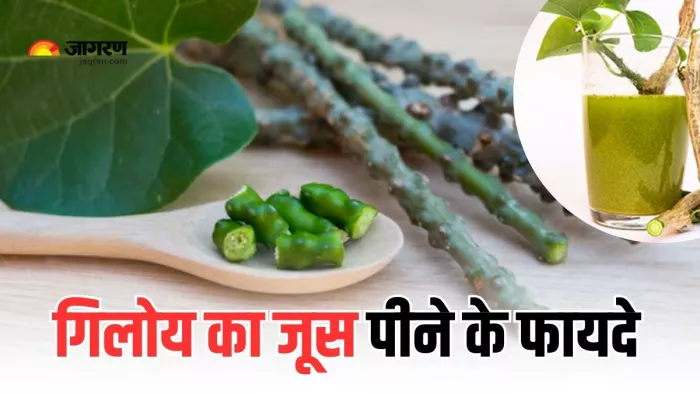 क्या होगा 15 दिनों तक Giloy Juice पीने से? (Picture Courtesy: Freepik)