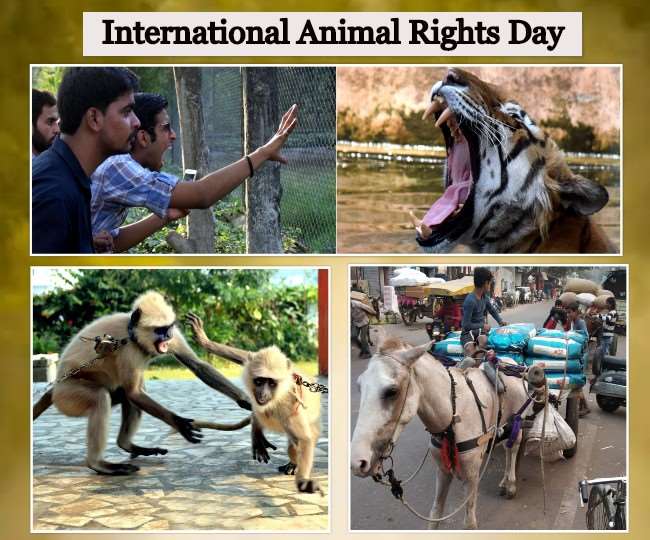 International Animal Rights Day 2019 : मारने, सताने और बेसहारा छोड़ने से  पहले जान लें...बेजुबां जरूर हैं, पर हमारे अधिकार तो बोलते हैं - Know about  rights of animals on ...
