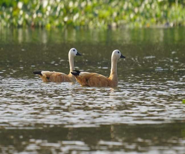 muzaffarnagar hyderpur wetland ramsar site declared tourism will increase employment will get a boost