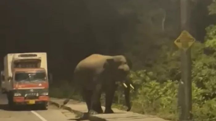 हरिद्वार- देहरादून राष्ट्रीय राजमार्ग पर टहलता हाथी