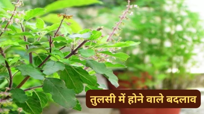 Tulsi Sanket: तुलसी के पौधे में अचानक होने वाले बदलाव का जान लें मतलब