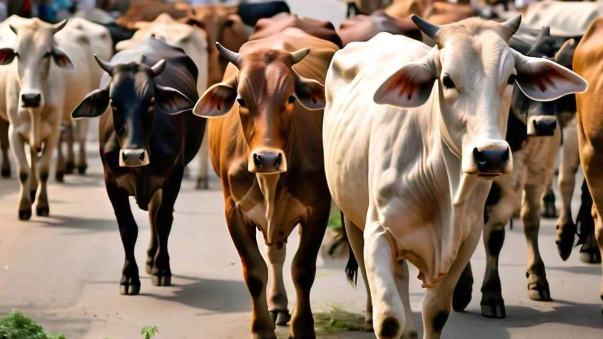 फगवाड़ा में 22 गायों की मौत, चारे में पाउडरनुमा चीज मिलाते दिखे दो लोग; CCTV में कैद हुई चौंकाने वाली घटना - 22 Cows Die Mysteriously in Phagwara CCTV Footage Shows Suspicious