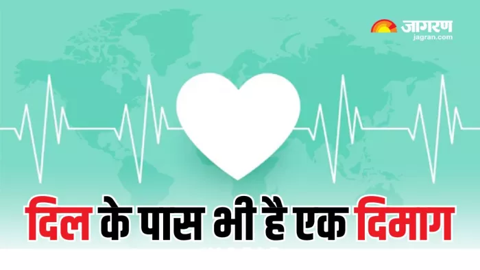 स्टडी में पता चला कि दिल में एक मिनी ब्रेन होता है (Picture Courtesy: Freepik)