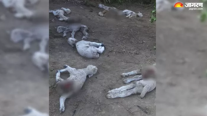 सुंदरबनी में आवारा कुत्तों के हमले में मारे गए भेड़-बकरियों के 19 बच्चे।