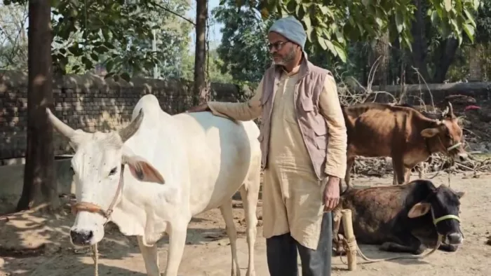 जौनपुर : केराकत क्षेत्र के डेहरी गांव स्थित अपने घर में बंधे गायों के साथ नौशाद अहमद दुबे । जागरण
