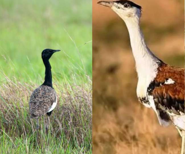 https://www.jagranimages.com/images/newimg/11012021/11_01_2021-great_indian_bustard_21262209_234531326.jpg