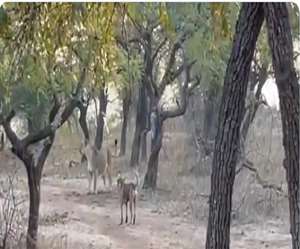 इस वीडियो में कहावत 'अपनी गली में कुत्ता भी शेर होता है' चरितार्थ साबित होती है।
