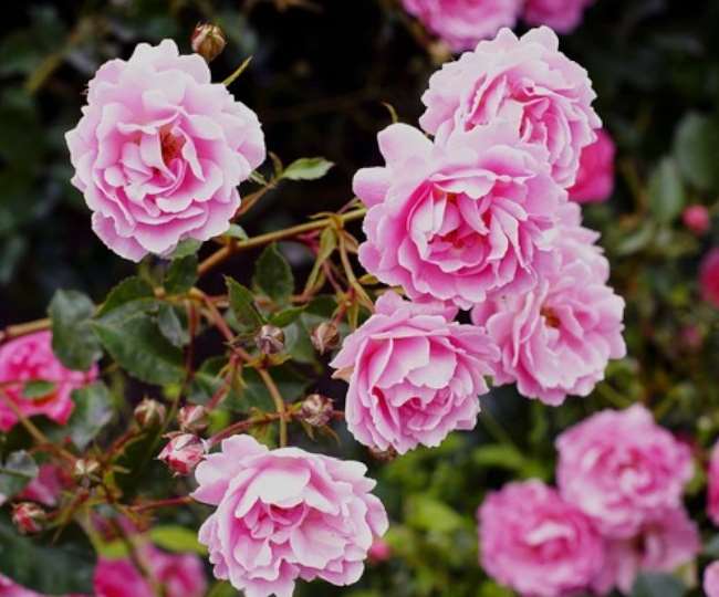 https://www.jagranimages.com/images/newimg/11012022/11_01_2022-pink_rose_22371898.jpg