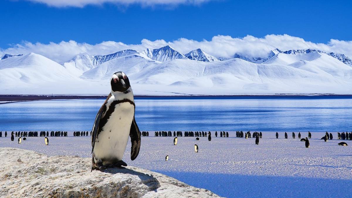 https://www.jagranimages.com/images/newimg/11012023/11_01_2023-antarctica_23291260.jpg