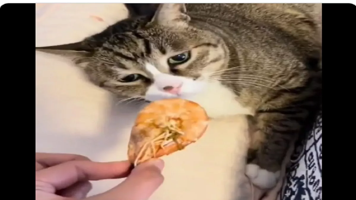 Viral Video: खाने में झींगा मछली देख बिल्ली ने दिया ऐसा रिएक्शन, वीडियो देख  नहीं रोक पाएंगे अपनी हंसी - Twitter Viral Video Cat Funny Reaction On  Lobster
